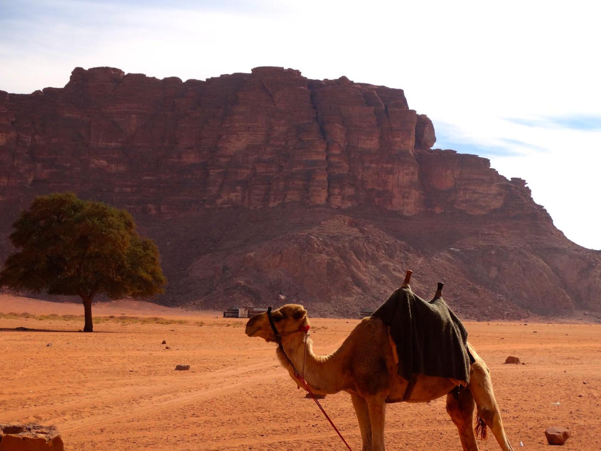 Wadi Rum View Camp ภายนอก รูปภาพ